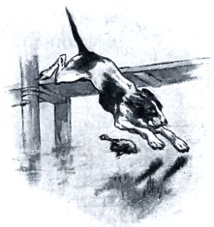 Собака и её тень на иллюстрации 1908 г. Г.Д. Алексеева, А.В. Моравова