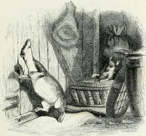         Ż