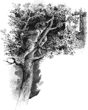               .       .   , 1894 .
