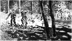 VIII.  .       .  1890 .