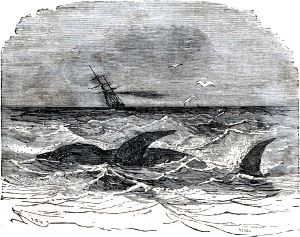 ���� ������ �� ������, � �������������, ��� ���� ����� ����������� ����������������� ��������� ����: ����-�����. ����������� � ������ ���� ����� ����� �������� ������. �������� ������ ���, 1868 �.