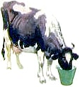   ,  ,  ...    . .  .    , 1953