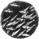 .         ( ).  . , 1937