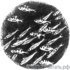 .         ( ).  . , 1937
